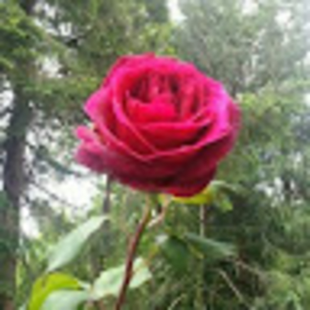 Meet your Posher, Kelley